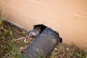 muizen voorkomen